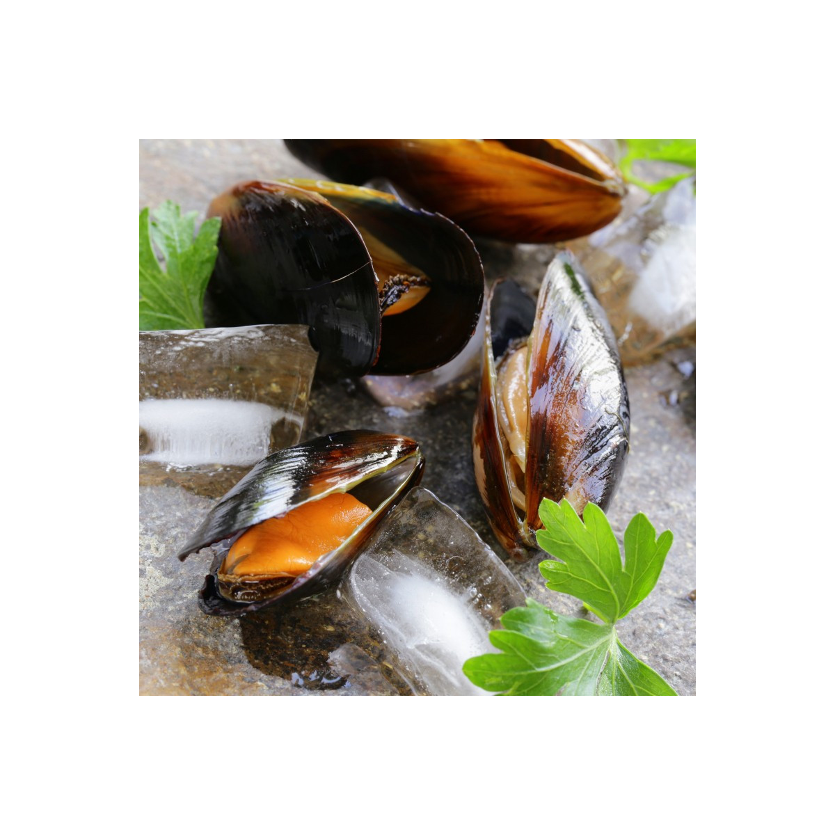 Livraison de Moules à Paris et  dans toute la France Métropolitaine.