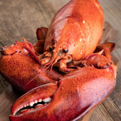 Homard Européen cuit - 600/700gr