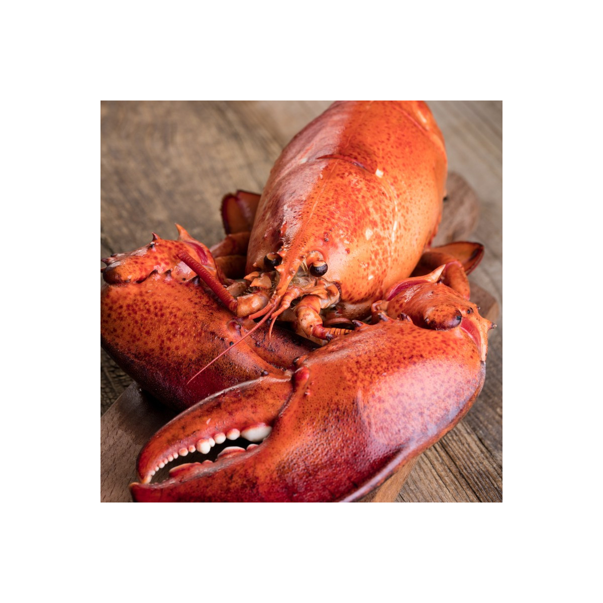 Livraison à domicile de Homard Européen cuit dans toute la France métropolitaine.