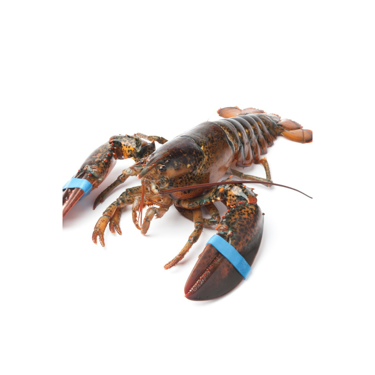 Livraison de Homard Canadien Vivant à Paris et en banlieue