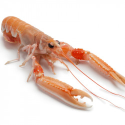 Livraison de Langoustines Écossaises crues à Paris et  dans toute la France Métropolitaine.