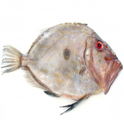 Livraison de Saint-Pierre Entier Sauvage à Paris et  dans toute la France Métropolitaine.