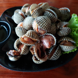 Livraison de Coques de la mer du Nord à Paris et en ile-de-France