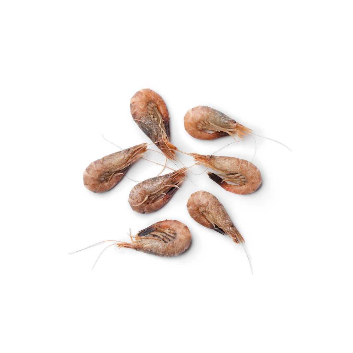 Livraison de Crevettes grises de Normandie à Paris et  dans toute la France Métropolitaine.