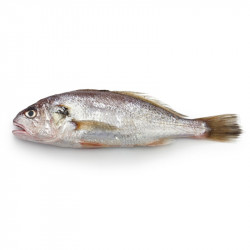 Livraison de maigre entier à paris et dans toute la France Métropolitaine.