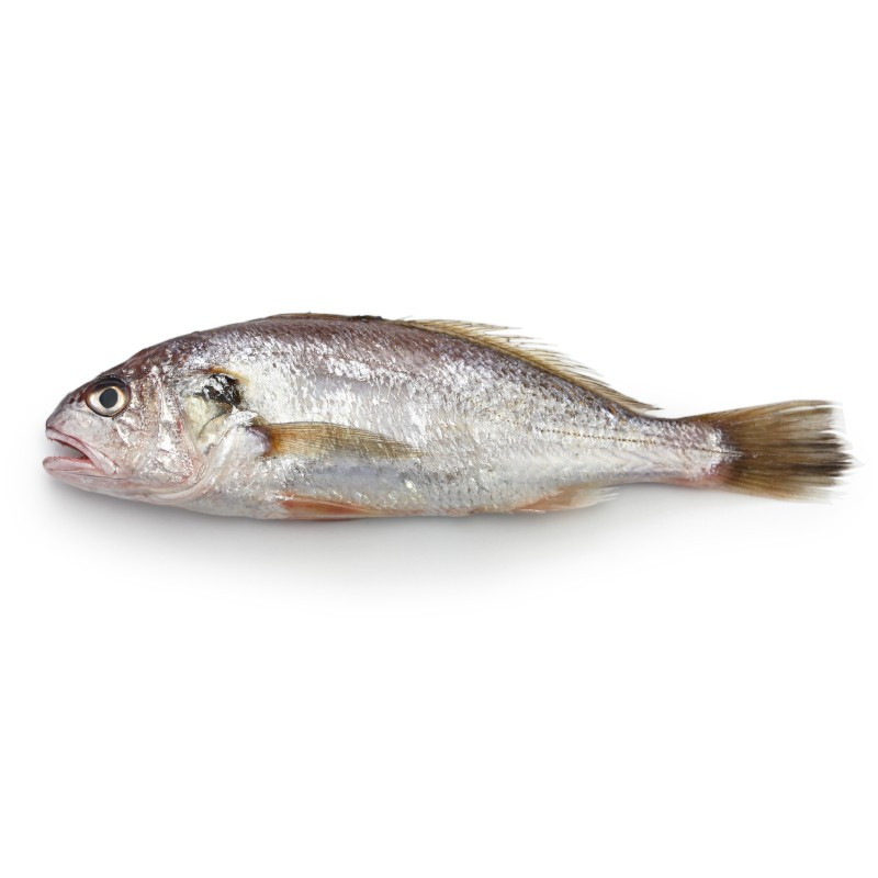 Maigre Entier - 1 pièce de 2.8 à 3 kg