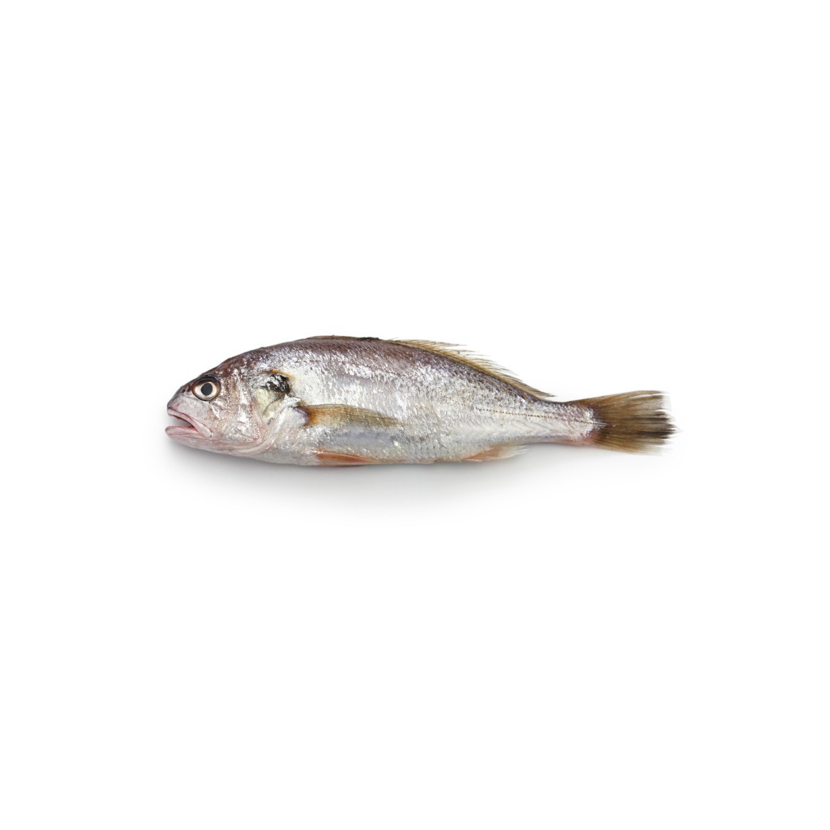 Maigre Entier - 1 pièce de 2.8 à 3 kg