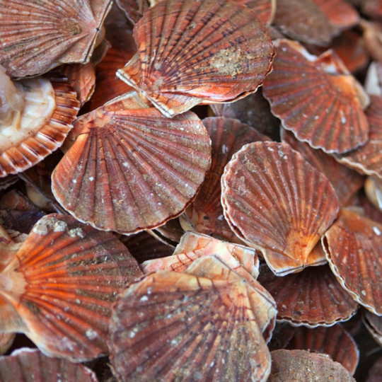 Livraison de Coquilles SaintJacques de Dieppe avec corail Label rouge