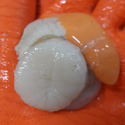 Livraison de Coquilles Saint-Jacques de Dieppe avec corail Label rouge à Paris et en ile-de-France.