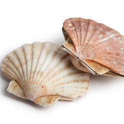 Livraison de Coquilles Saint-Jacques de Dieppe avec corail Label rouge à Paris et en ile-de-France.
