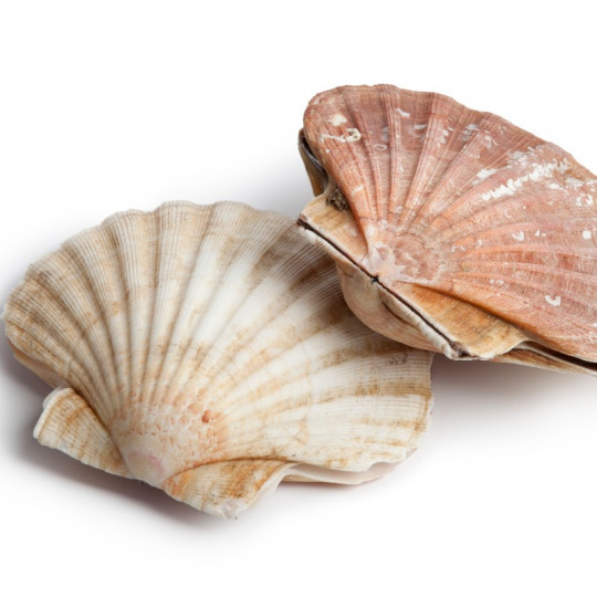 Livraison de Coquilles Saint-Jacques de Dieppe avec corail Label rouge à Paris et en ile-de-France.
