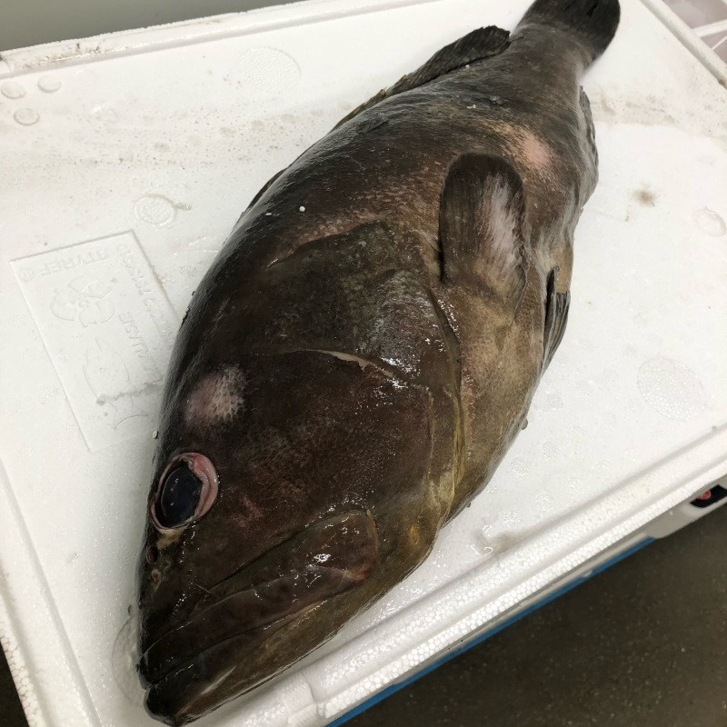 Darnes de Mérou - 2 kg