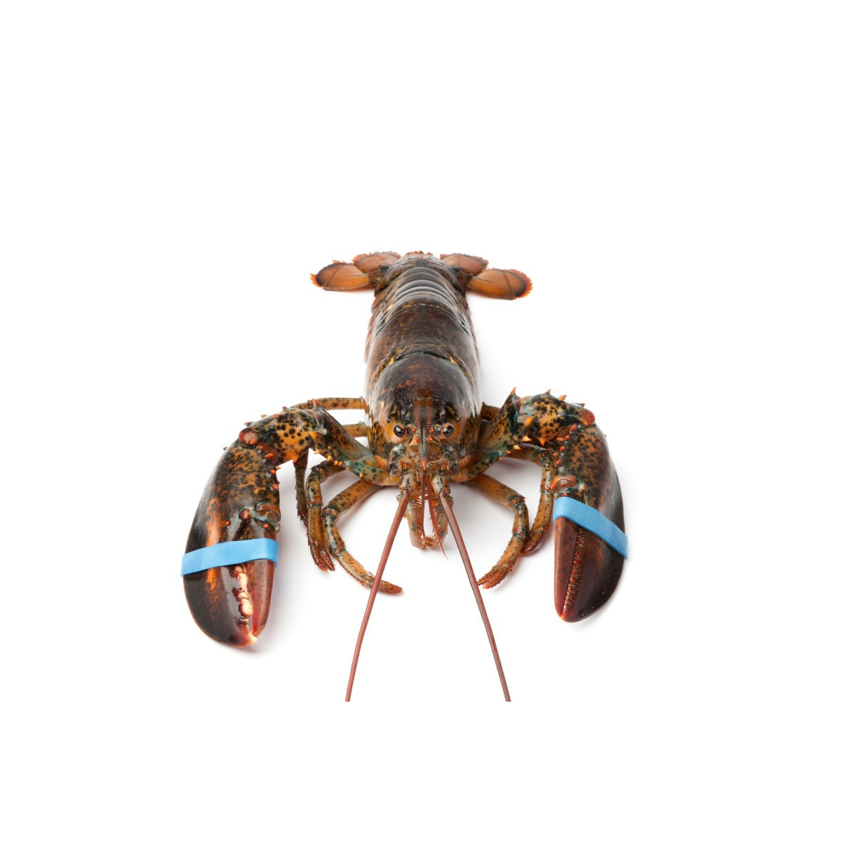 Livraison à domicile de homard Européen vivant à Paris et en Île-de-France.