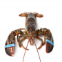 Livraison à domicile de homard Européen vivant à Paris et en Île-de-France.
