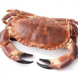 Livraison à domicile de tourteau vivant à Paris et ile-de-France.