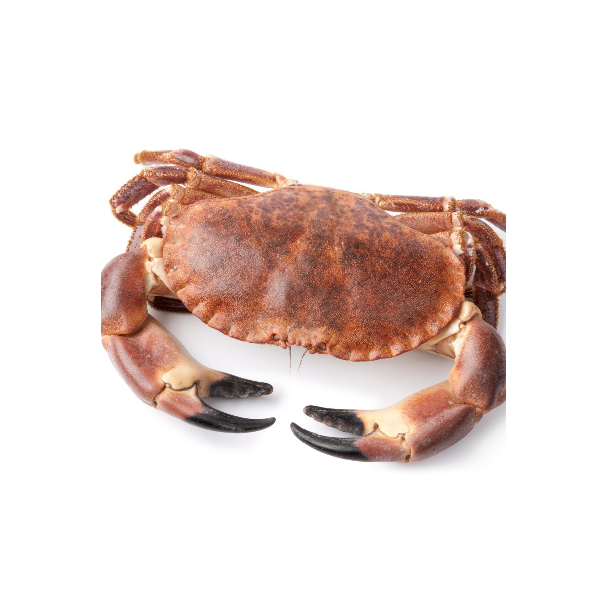 Livraison à domicile de tourteau cuit dans toute la France métropolitaine.