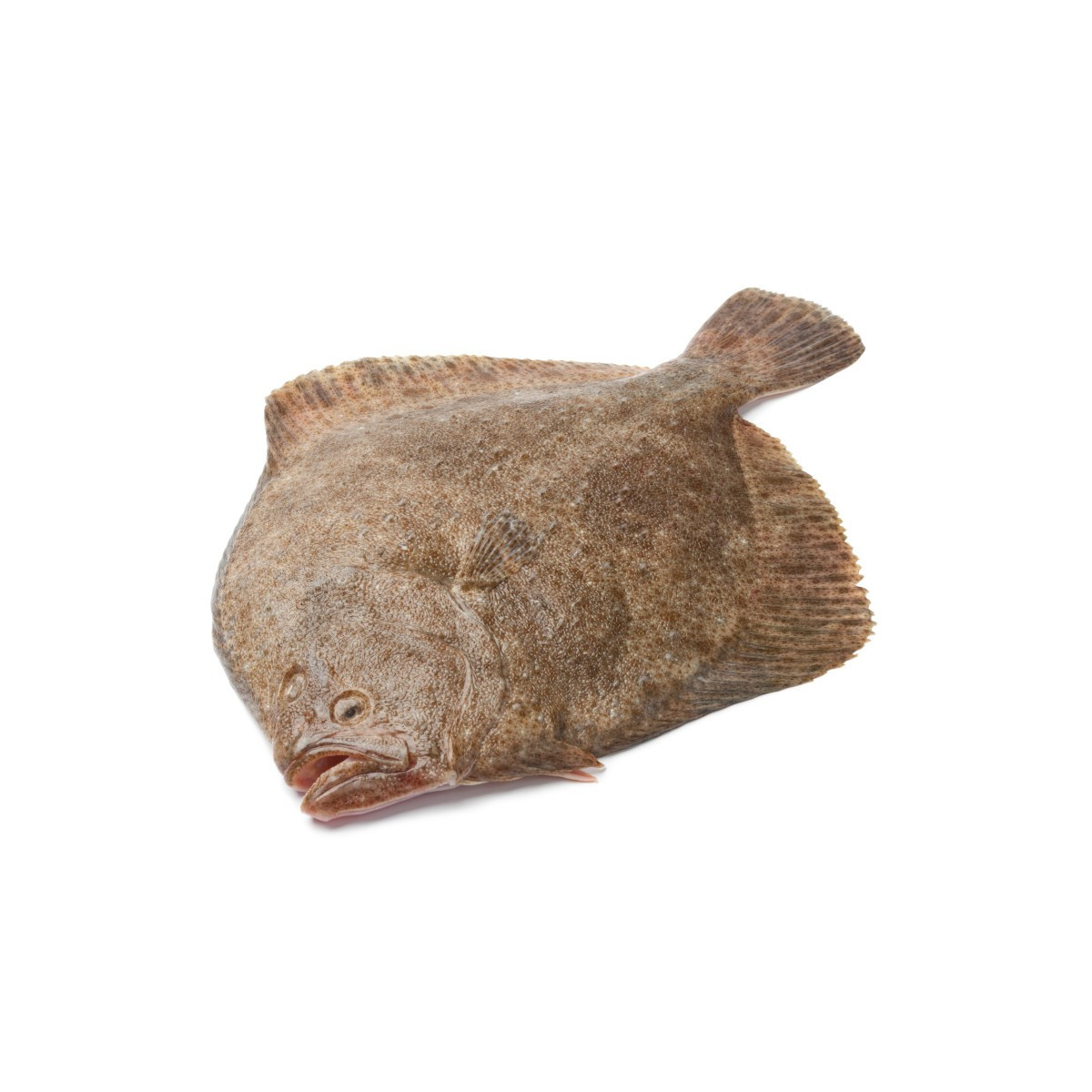 Livraison de Turbot Entier Sauvage à Paris et  dans toute la France Métropolitaine.