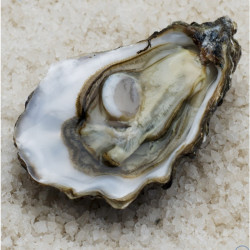 Livraison de Huîtres Spéciales de Claire n°3 à Paris et  dans toute la France Métropolitaine.