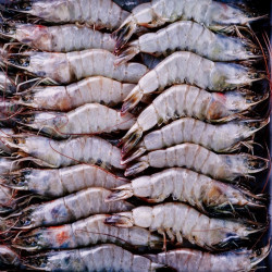 Livraison de Gambas - Crevettes entières crues surgelées à Paris et en banlieue